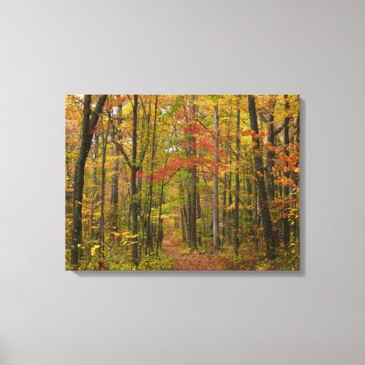 Laurel Hill Trail in de herfst Canvas Afdruk (Voorkant)