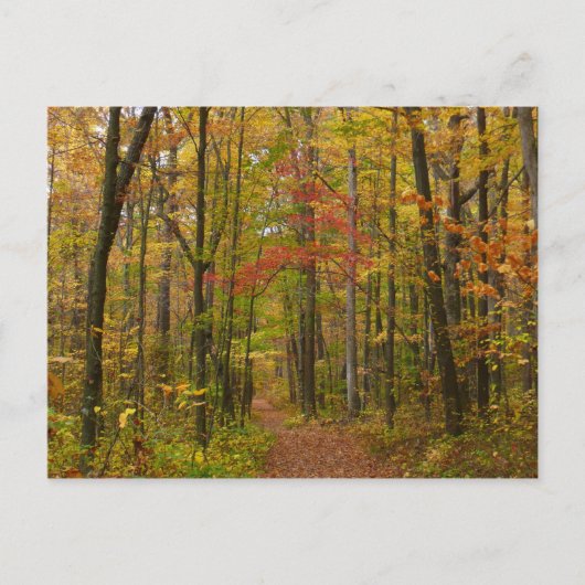 Laurel Hill Trail in Herfst Briefkaart (Voorkant)