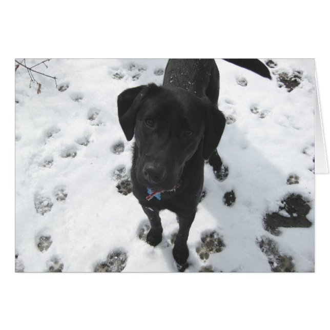 Laurel in de sneeuw (Voorkant Horizontaal)