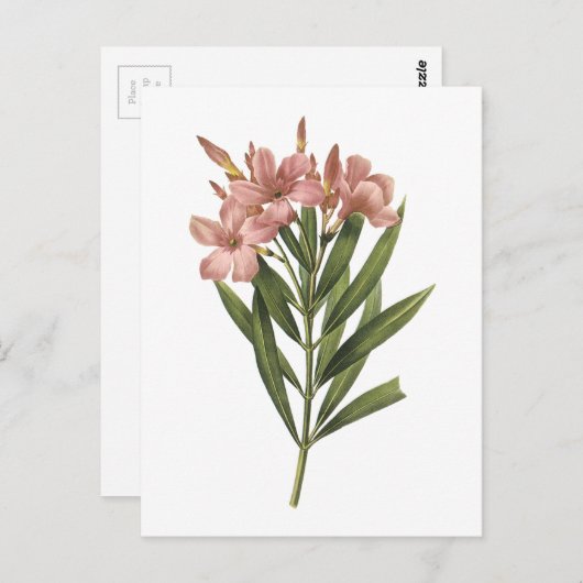 laurier roos (Nerium sp.) van Redouté Briefkaart (Voorkant / Achterkant)