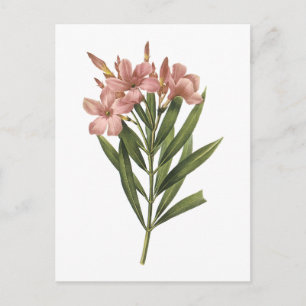laurier roos (Nerium sp.) van Redouté Briefkaart