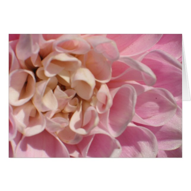 Laurie's Dahlia (Voorkant Horizontaal)