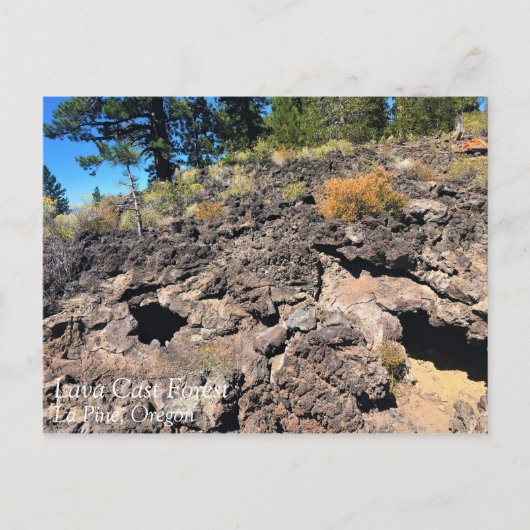 Lava Cast Forest, Oregon Briefkaart (Voorkant)