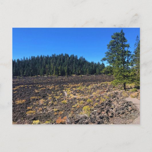 Lava Cast Forest, Oregon Briefkaart (Voorkant)