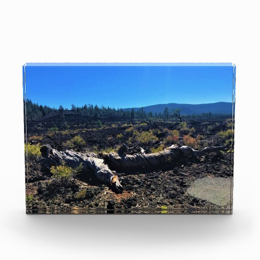 Lava Gast Forest, OF Fotoblokken (Voorkant)