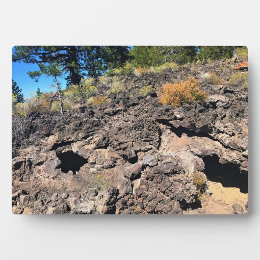 Lava Gast Forest, OF Fotoplaat (voorkant)