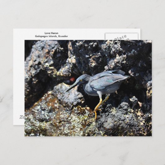 Lava Heron, Galapagos Briefkaart (Voorkant / Achterkant)