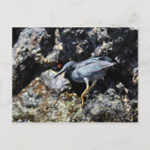 Lava Heron, Galapagos Briefkaart (Voorkant)