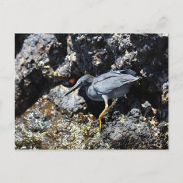 Lava Heron, Galapagos Briefkaart