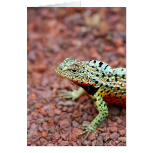 Lava Lizard (Voorkant)