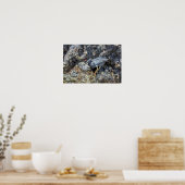 Lava Reiger, Galapagos Eilanden Poster (Keuken)