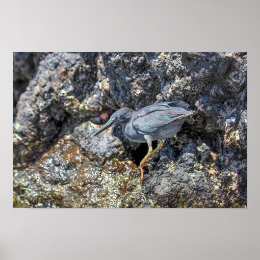 Lava Reiger, Galapagos Eilanden Poster (Voorkant)