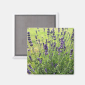 Lavanda bloemen in de zomer magneet (Voorkant / Achterkant)