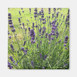 Lavanda bloemen in de zomer magneet