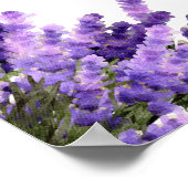 Lavanda y sus Beneficios en español Poster (Hoek)