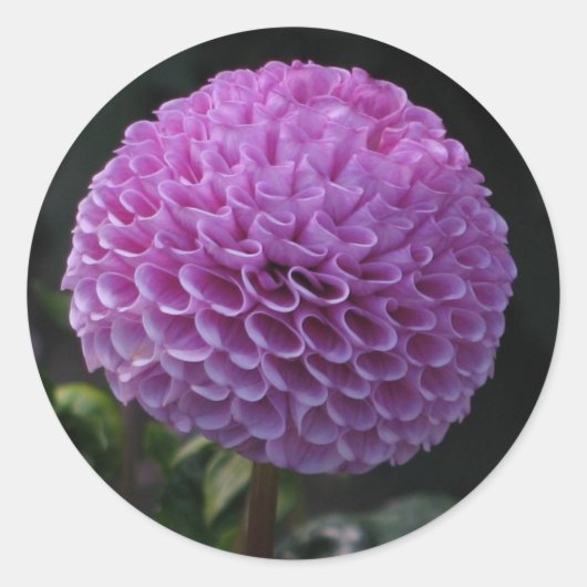 Lavander Dahlia Ronde Sticker (Voorkant)