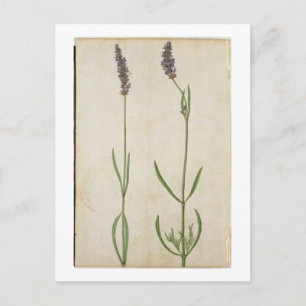 Lavandula officinalis (Old English Lavender), c.15 Briefkaart