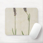 Lavandula officinalis (Old English Lavender), c.15 Muismat (Met muis)