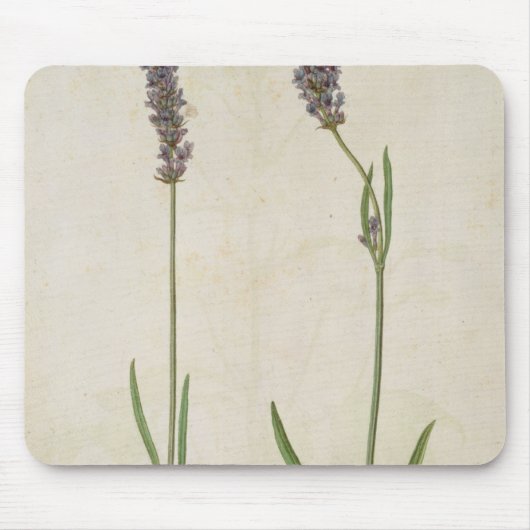 Lavandula officinalis (Old English Lavender), c.15 Muismat (Voorkant)