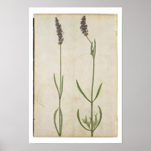 Lavandula officinalis (Old English Lavender), c.15 Poster