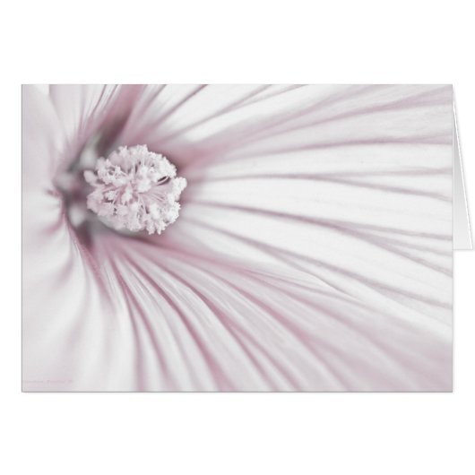 Lavatera Flower Macro Kaart (Voorkant Horizontaal)