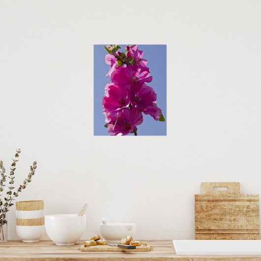 Lavatera, ook bekend als Tree Mallow. Poster (Keuken)