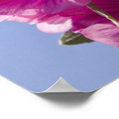 Lavatera, ook bekend als Tree Mallow. Poster (Hoek)