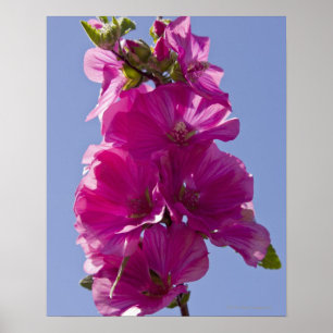 Lavatera, ook bekend als Tree Mallow. Poster