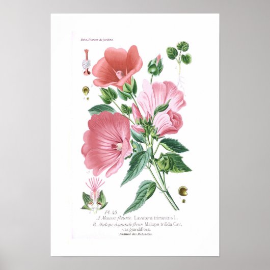 Lavatera trimestris en Malope trifida Poster (Voorkant)