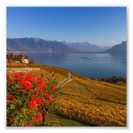 Lavaux, Vaud, Zwitserland Foto Afdruk (Voorkant)