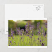 lavenblauw briefkaart (Voorkant / Achterkant)