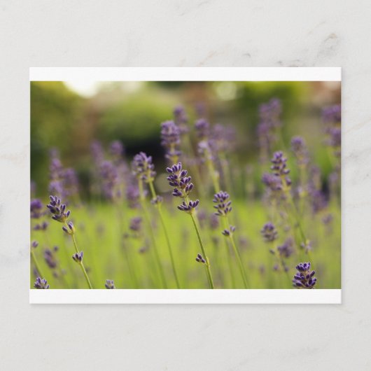 lavenblauw briefkaart (Voorkant)