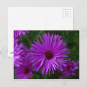 Lavendar Aster Briefkaart (Voorkant / Achterkant)