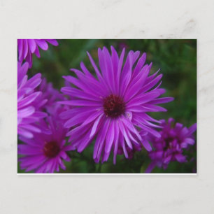 Lavendar Aster Briefkaart