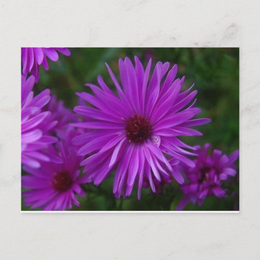 Lavendar Aster Briefkaart (Voorkant)
