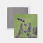 Lavendar Floral Magnet (Voorkant / Achterkant)
