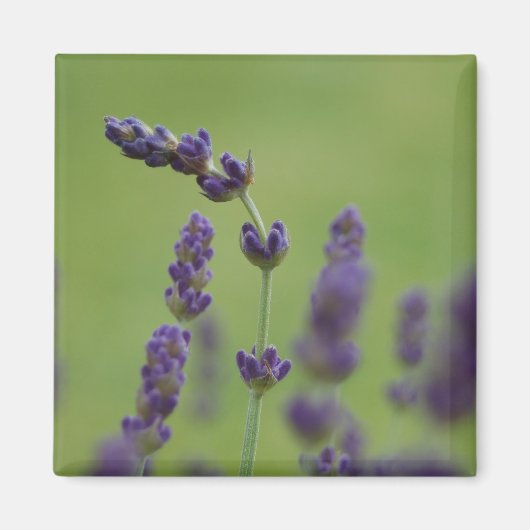 Lavendar Floral Magnet (Voorkant)