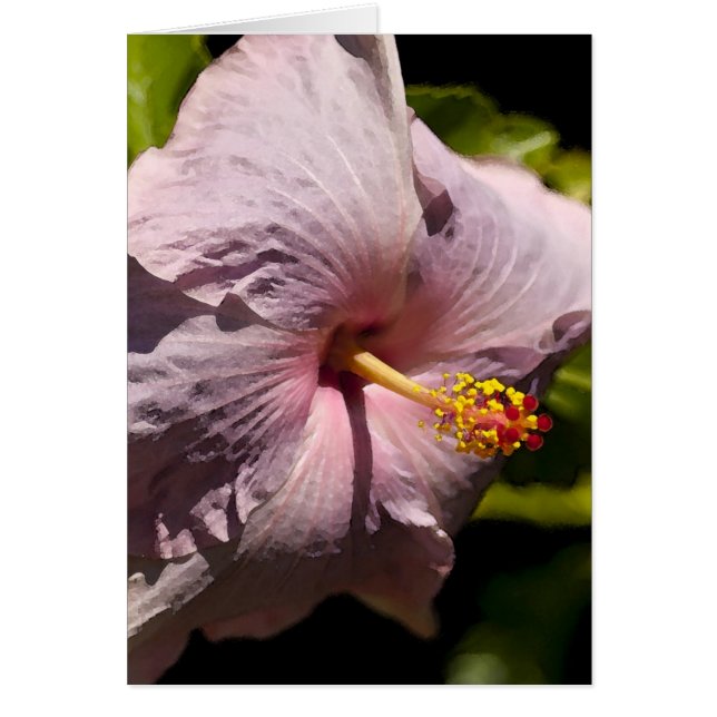Lavendar Hibiscus (Voorkant)