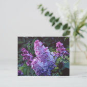 Lavendar Lilacs Briefkaart (Staand voorkant)