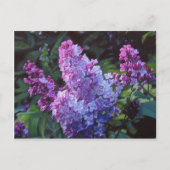 Lavendar Lilacs Briefkaart (Voorkant)