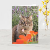 Lavendar, Oostindische kers, en een Kat van de Kaart (Gele Bloem)