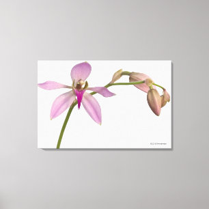 Lavendar Paarse Orchid Canvas Afdruk