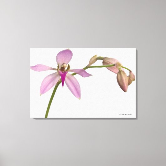 Lavendar Paarse Orchid Canvas Afdruk (Voorkant)