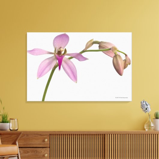 Lavendar Paarse Orchid Canvas Afdruk (Insitu (Woonkamer))