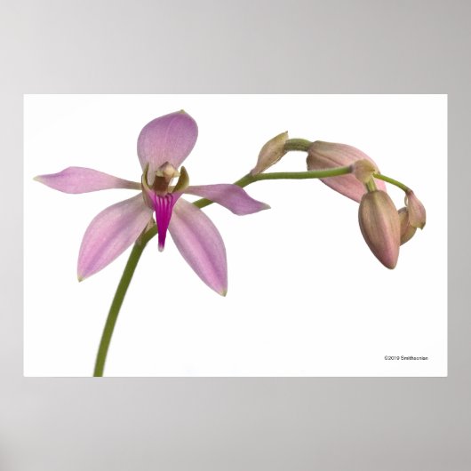 Lavendar Paarse Orchid Poster (Voorkant)