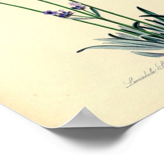 Lavendar Plant Poster (Hoek)