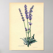 Lavendar Plant Poster (Voorkant)