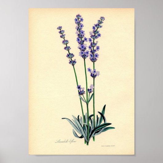 Lavendar Plant Poster (Voorkant)