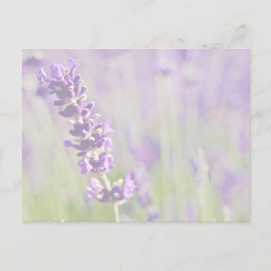 Lavendar · Save the Date Briefkaart (Achterkant)