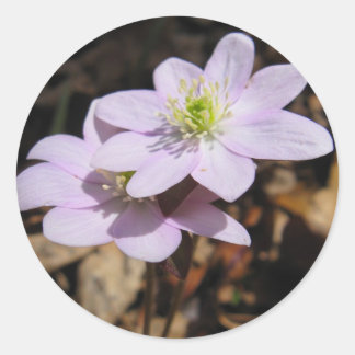 Lavendar Wildflower Sticker